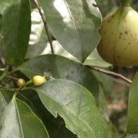 Myristica fragrans Houtt.